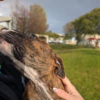 Photo of Dixie Kong