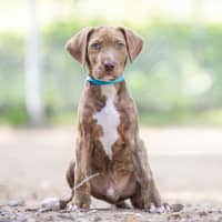 Photo of Chai