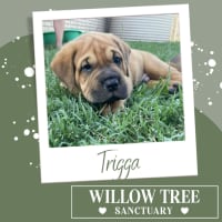 Photo of Trigga