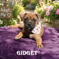 Photo of Gidget