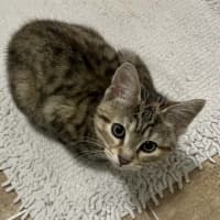 Photo of Tibby