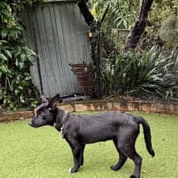 Photo of Connie   15 Week Old Border Collie X