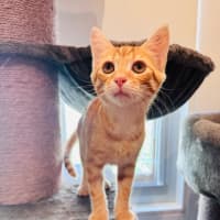 Photo of Dorito