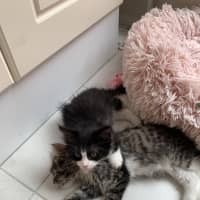 Photo of Gizmo (Was Pesto)