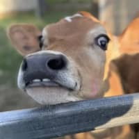 Photo of Summer And Paddy