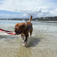 Photo of Apollo