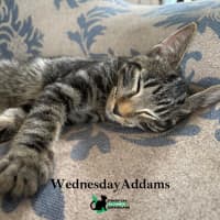 Photo of Wednesday Addams