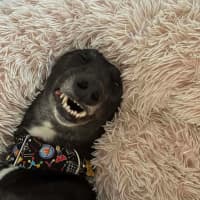 Photo of Panda, The Greyhound