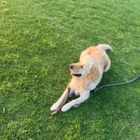 Photo of Digger