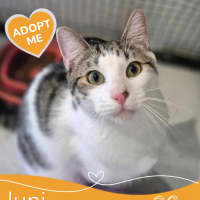Photo of Juni