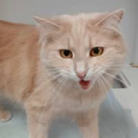 Photo of Daquiri