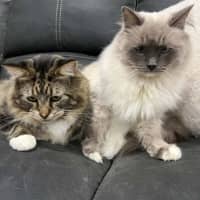 Photo of Billie And Ravioli