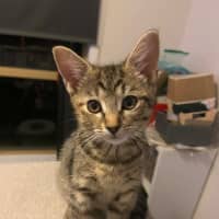 Photo of Polly Meet Me@Keysborough Petstock Store 