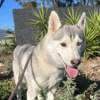 Photo of Winter Willow