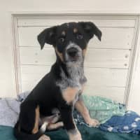 Photo of Chilly