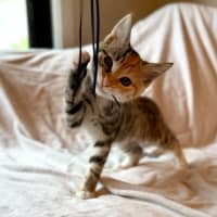 Photo of Cupcake   In Foster Care In Fitzroy North