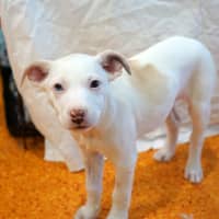 Photo of Bagel