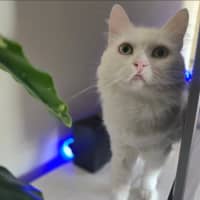 Photo of Minka (Located In Wantirna South)