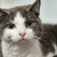 Photo of Clover