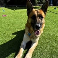Photo of Moose