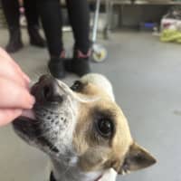 Photo of Patches