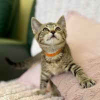 Photo of George   In Foster Care In Croydon