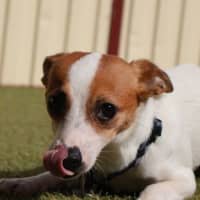 Photo of Slinky
