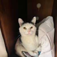 Photo of Levi *9 Lives Project Rescue*