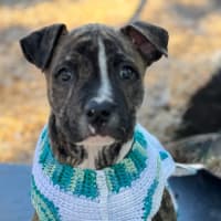 Photo of Jack Of Hearts 