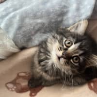Photo of Luna (Lj) 