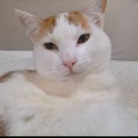 Photo of Blossom 