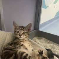 Photo of Simba