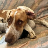 Photo of Bentley   1 Year Old German Pointer X