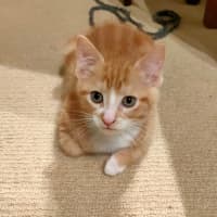 Photo of Nacho