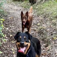 Photo of Maggie   2 Year Old Shepherd X Rottweiler (Trial)