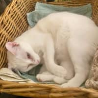 Photo of Princess Ciri 