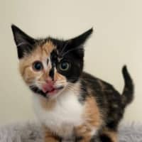 Photo of Miss Maples