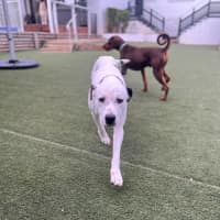 Photo of Spot 