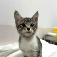 Photo of Ziggy