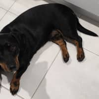 Photo of Kip   2 Year Old Cattle Dog X Dachshund