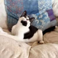 Photo of Sammy   Located In Eltham