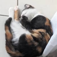 Photo of Kitty Mc Kitty