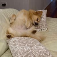 Photo of Clara   7 Year Old Pomeranian X