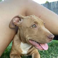 Photo of Aspen   4 Month Old Staffy X