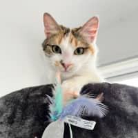 Photo of Lily