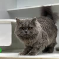 Photo of Boris