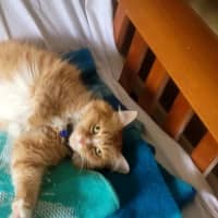 Photo of Louie & Jewie   5 Year Old Domestic Short Hair