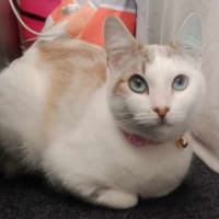 Photo of Misty