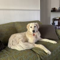 Photo of Sienna