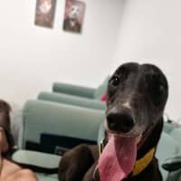 Photo of Eve, The Greyhound